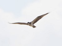 Fischadler (Pandion haliaetus) 05